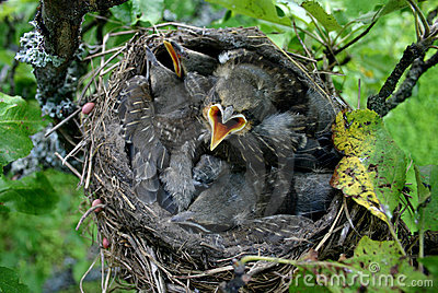 Birds In A Nest Images