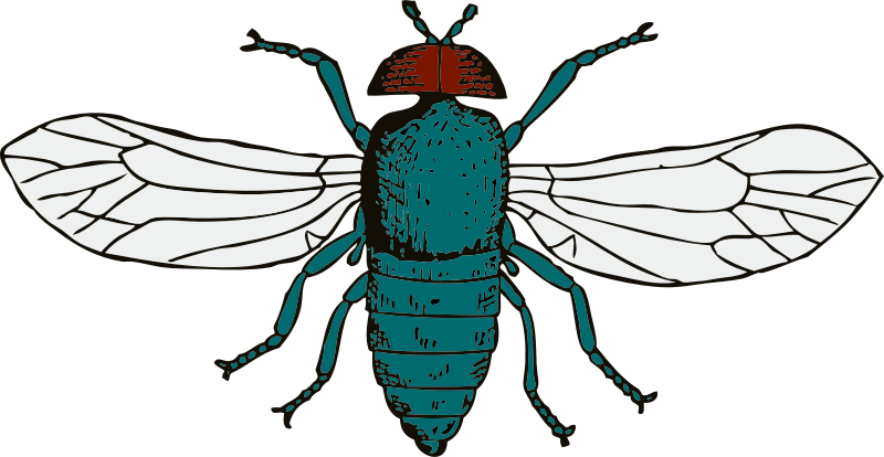 Blue Bottle Fly By Johnny Automatic   Lessons In Zoology By Clarabel