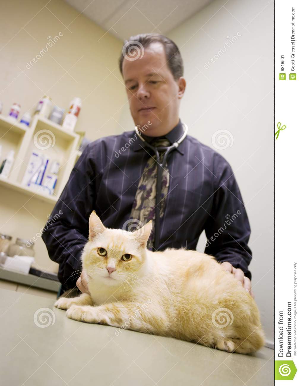 Cat In A Veterinary Office Stock Image   Image  6816501