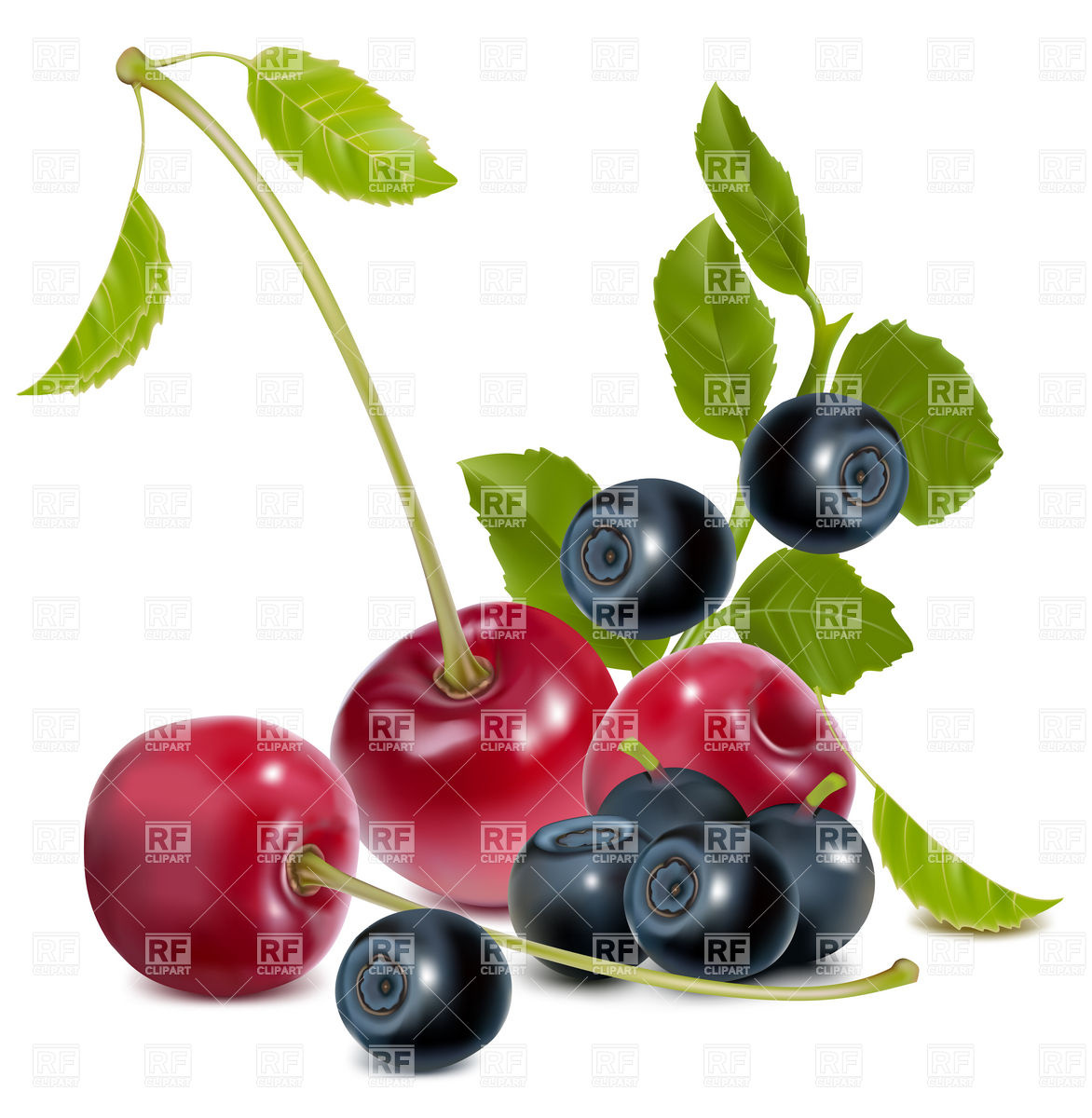 Cherry And Blueberry Food And Beverages Download Royalty Free Vector    