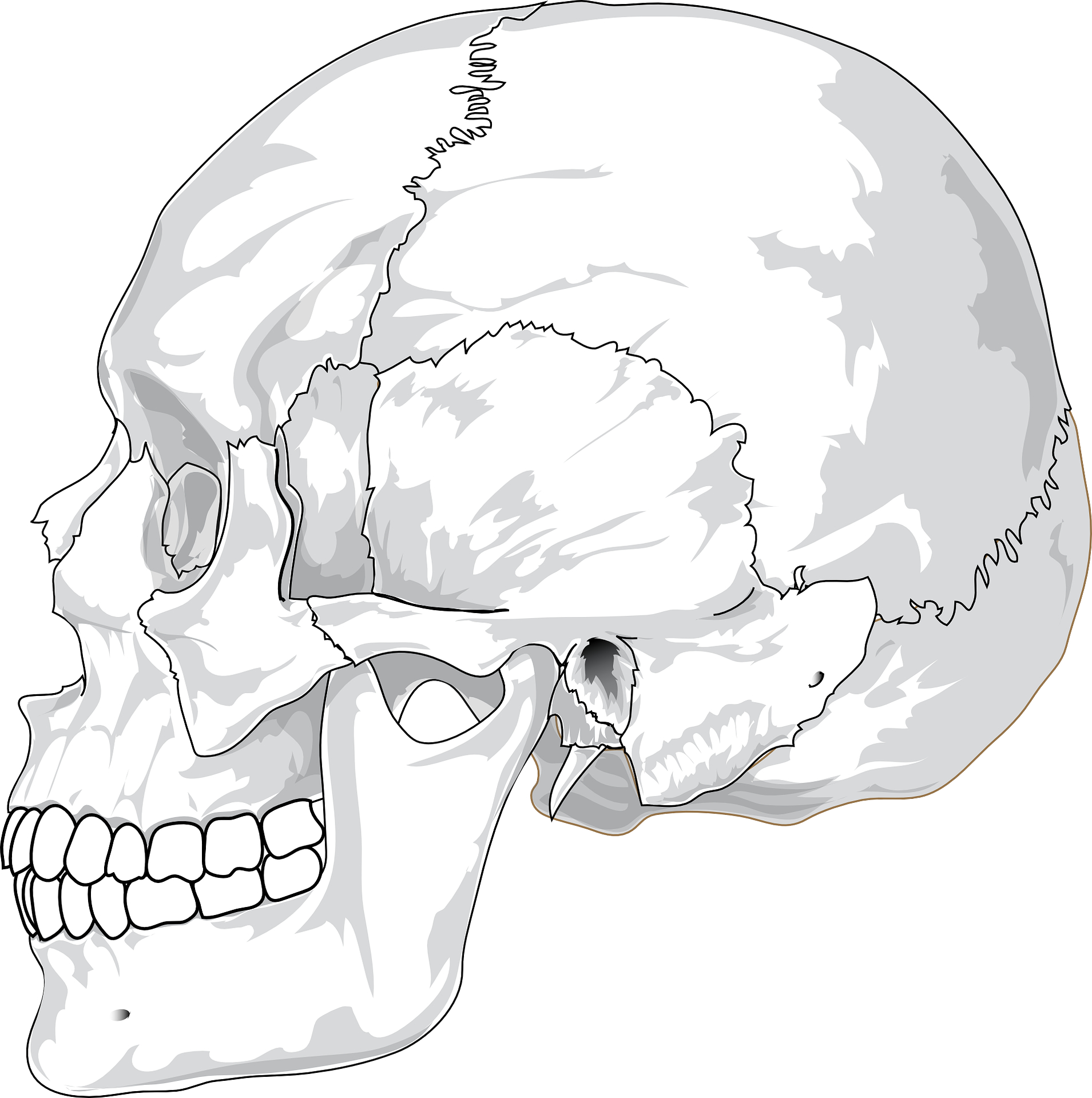 Cranium Vector Skull Outline   Free Psdvectoricons