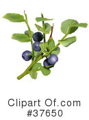Free  Rf  Blueberries Clipart Illustration  1050641 By Pams Clipart
