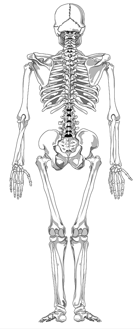 Gross Anatomy Collage  Bones   Gather Com   Gather Com