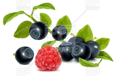 Huckleberries And Raspberry 4978 Food And Beverages Download