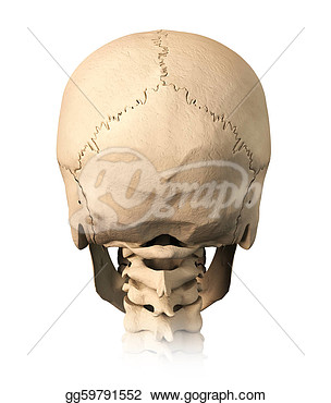 Human Skull Back View On White Background Anatomy Image Clipart Car