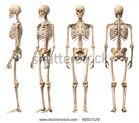 Male Human Skeleton Four Views Front Back Side And Perspective