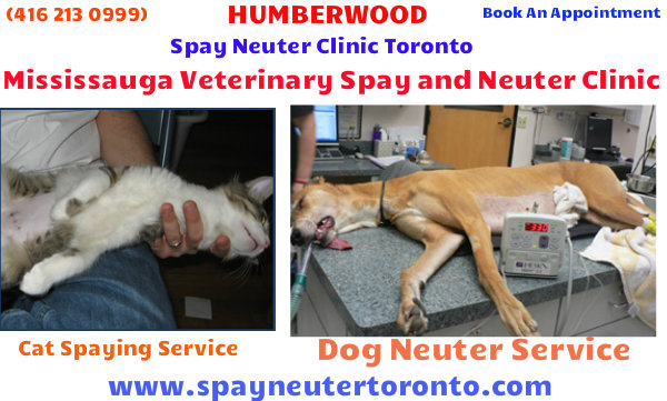 Mississauga Veterinary Spay And Neuter Clinic   Free Images At Clker