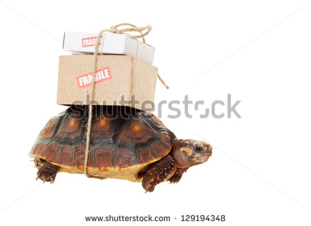 Small Tortoise Carrying Mail On His Back  Shot On White Background    