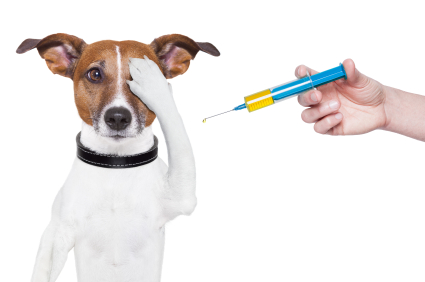 Veterinarians And Vaccines  A Slow Learning Curve   Speaking For