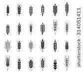 Wheat Ear Symbols For Logo      Shutterstock  Eps Vector  314051411