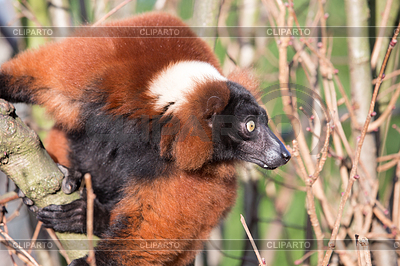 Alert Lemur Outdoors Clinging To A Branch With Its Head Turned