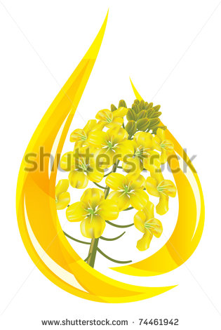 Canola Plant Illustration Canola Oil  Stylized Drop Of