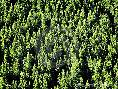 Forest Of Green Pine Trees With Dark Shadows Mixed In 