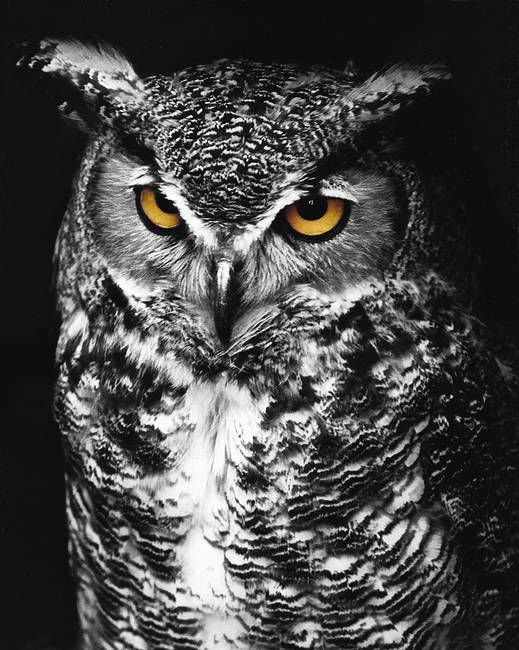 Great Horned Owl Art Great Horned Owl Spot Color