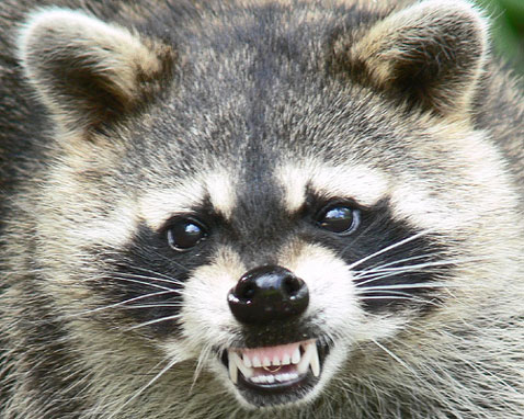 Raccoon Removal Experts Of Minneapolis And St Paul Minnesota