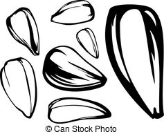 Seeds Vector Clipart And Illustrations