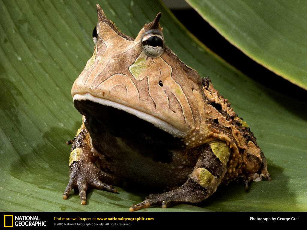 Amazon Horned Frog Picture Amazon Horned Frog Desktop Wallpaper Free