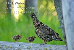 Clipart Images And Stock Photos Of Blue Grouse Hen In The Forest With