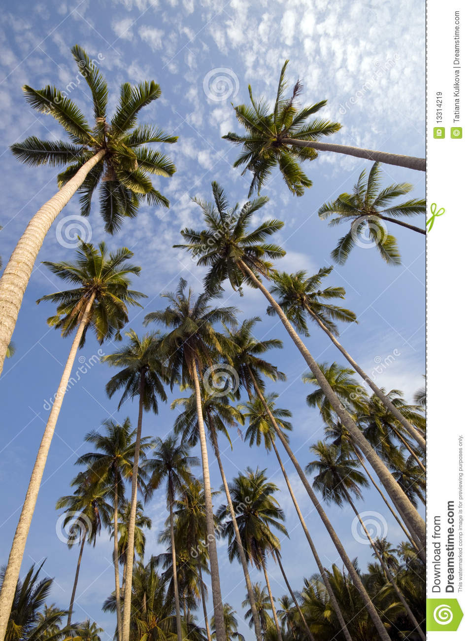 Coconut Palm Trees Against The Blue Sky