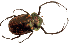 Free Insect Clipart   Insect Animations   Gifs