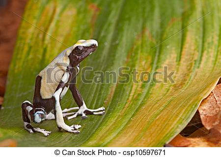 Frog In Tropical Amazon Rainforest Poison Dart Frog Exotic Animal Of