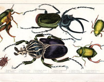     Insects Beetles Entomology Natural History Bugs Hand Colored Engraving