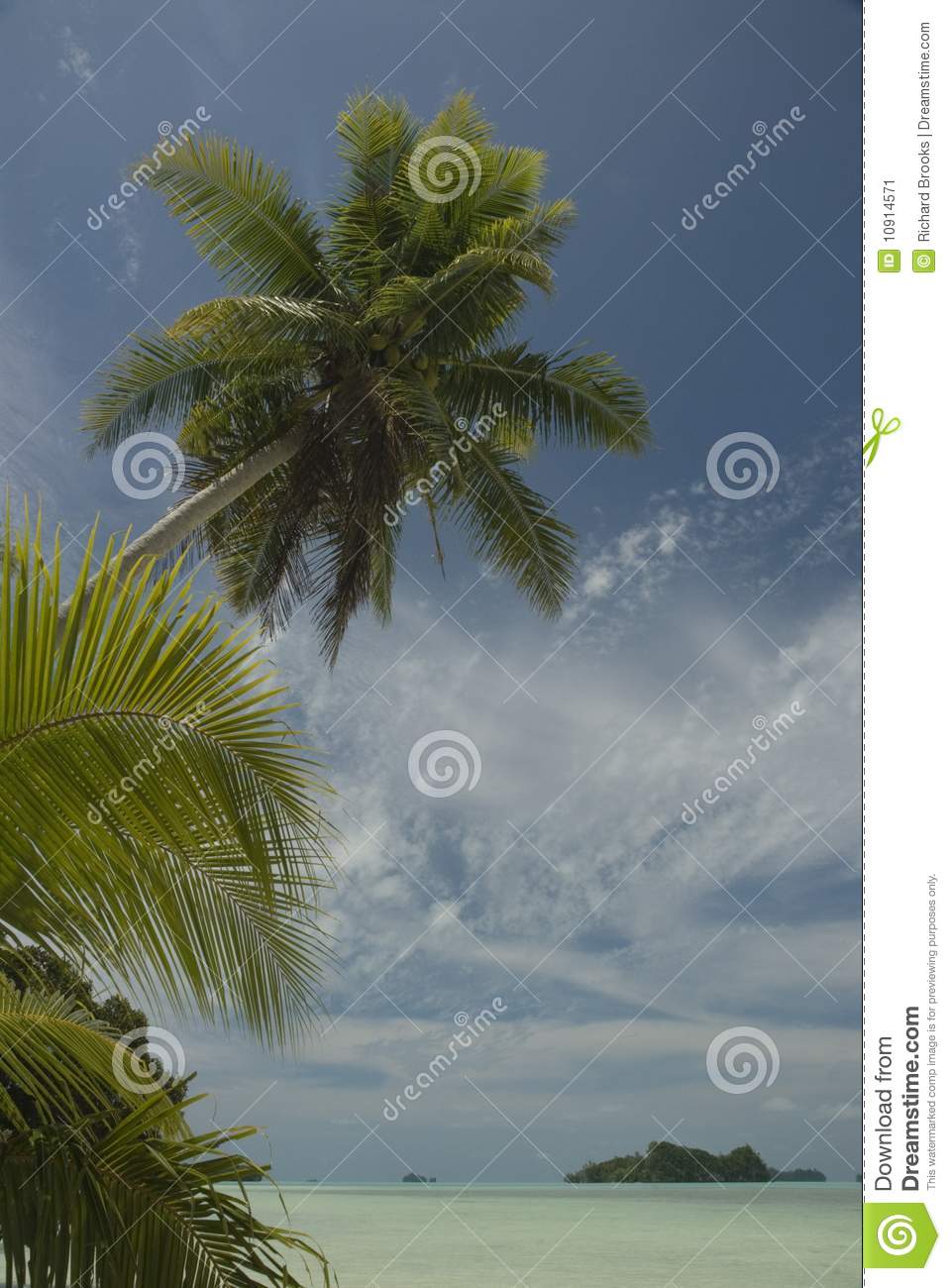 Palm Tree And Tropical Lagoon Stock Image   Image  10914571