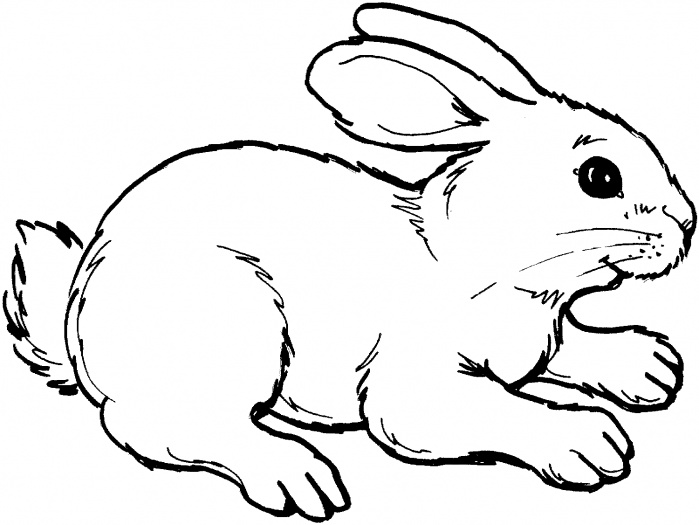 Rabbit Outline Picture For Coloring