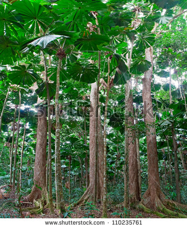 Rainforest Trees Clipart Rainforest Trees At Tropical