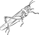 Search Terms  Widget Grasshopper Grasshoppers Insect Insects Bug Bugs