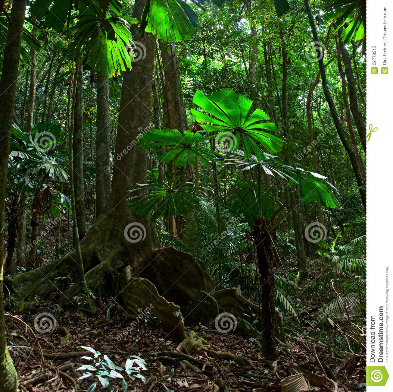 Tropical Rainforest National Park Australia Stock Photography   Image    