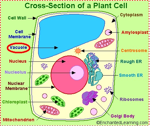 Vacuole Of A Plant Cell Much Bigger Than An Animal Cell S Right