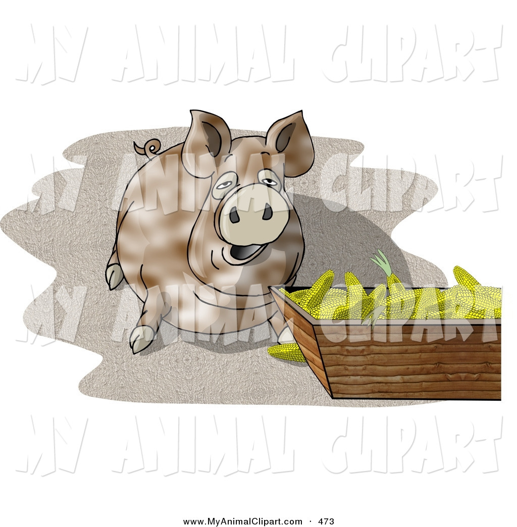 Brown Pot Bellied Pig Beside A Feeding Container Full Of Corn Cobs