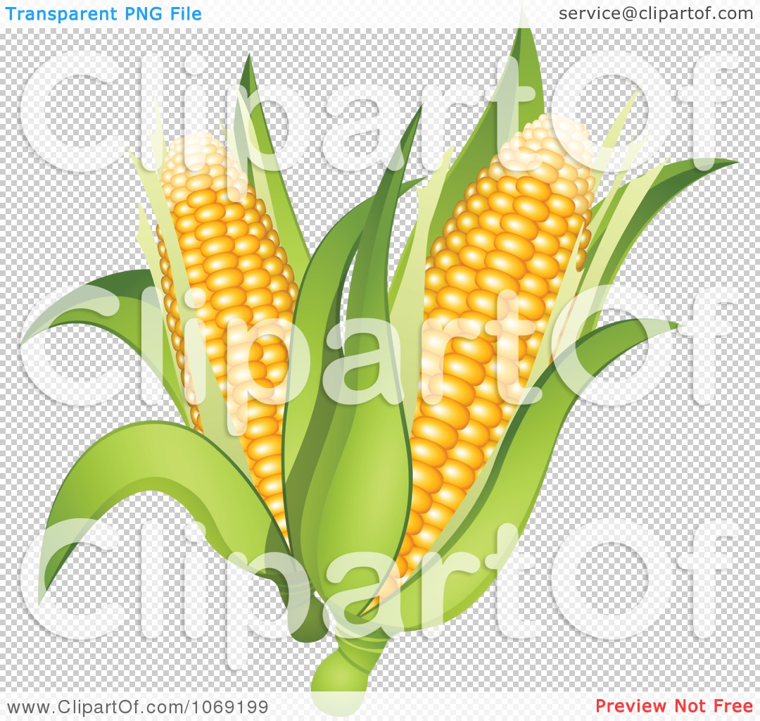 Clipart 3d Corn Cobs   Royalty Free Vector Illustration By Oligo