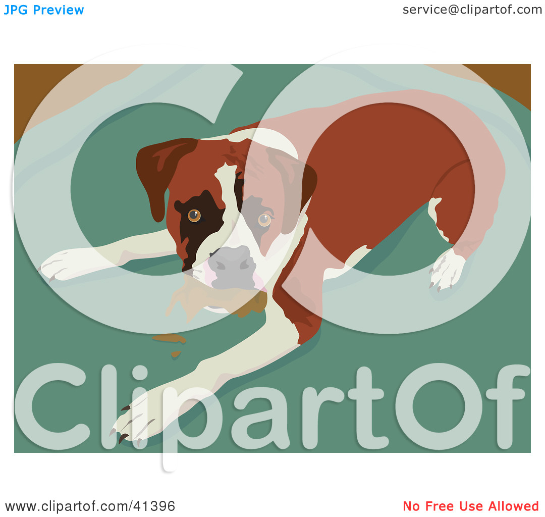 Clipart Illustration Of A Boxer Dog Caught Chewing Something Up By