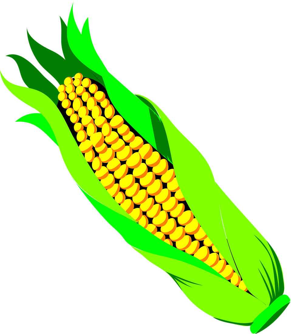 Corn   Free Stock Photo   Illustration Of An Ear Of Corn     17208