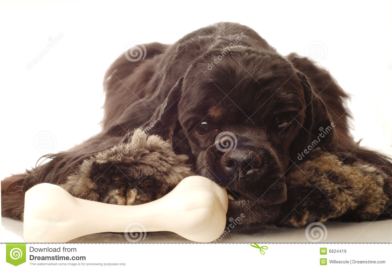 Dog Chewing On Bone Royalty Free Stock Images   Image  6624419