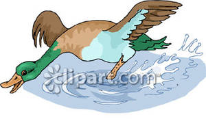 Flying Mallard Duck   Royalty Free Clipart Picture