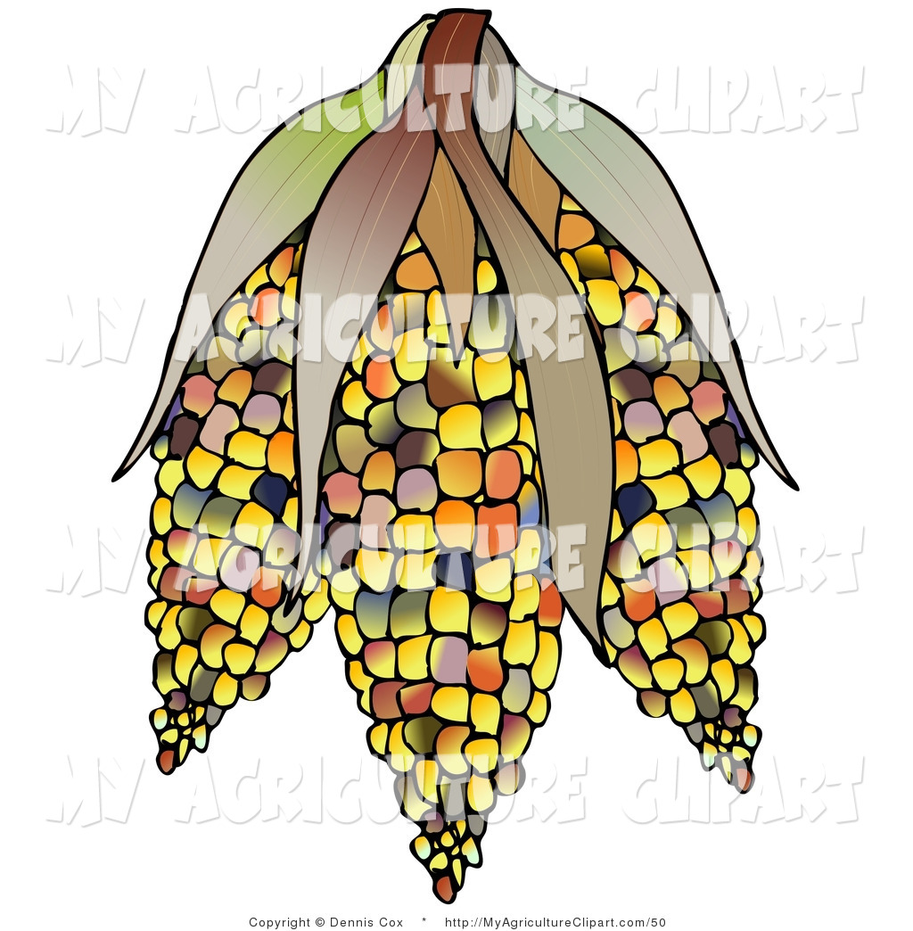 Royalty Free Agriculture Clipart Of Indian Maize Corn This Corn