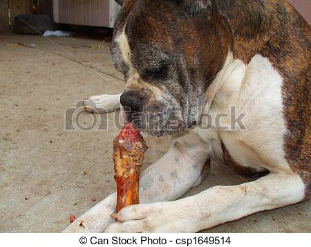 Stock Photo   Boxer Dog Chewing Bone   Stock Image Images Royalty    