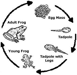 What Is A Life Cycle    Young Science Explorers