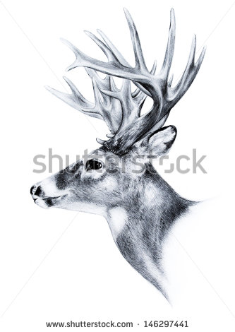 Deer Head Clipart Black And White Big White Tail Deer Head