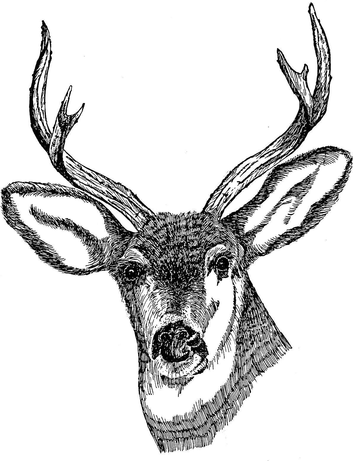 Description Deer Head Drawing Art Jpg