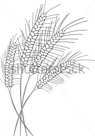 Download Source File Browse   Nature   Black And White Stylized Wheat