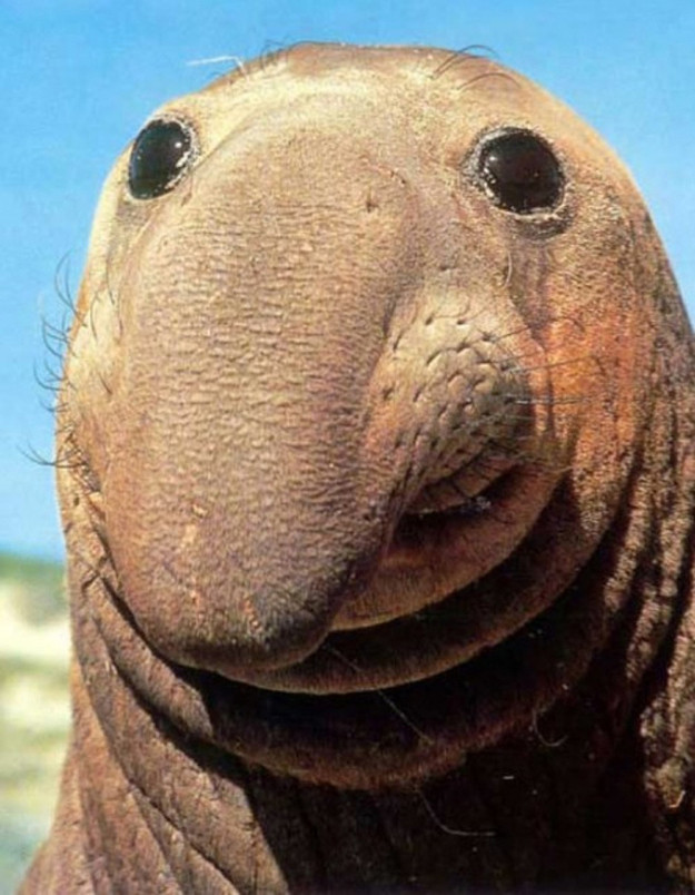 Elephant Seals Are Such Weird Looking Animals  So Kind Looking Too