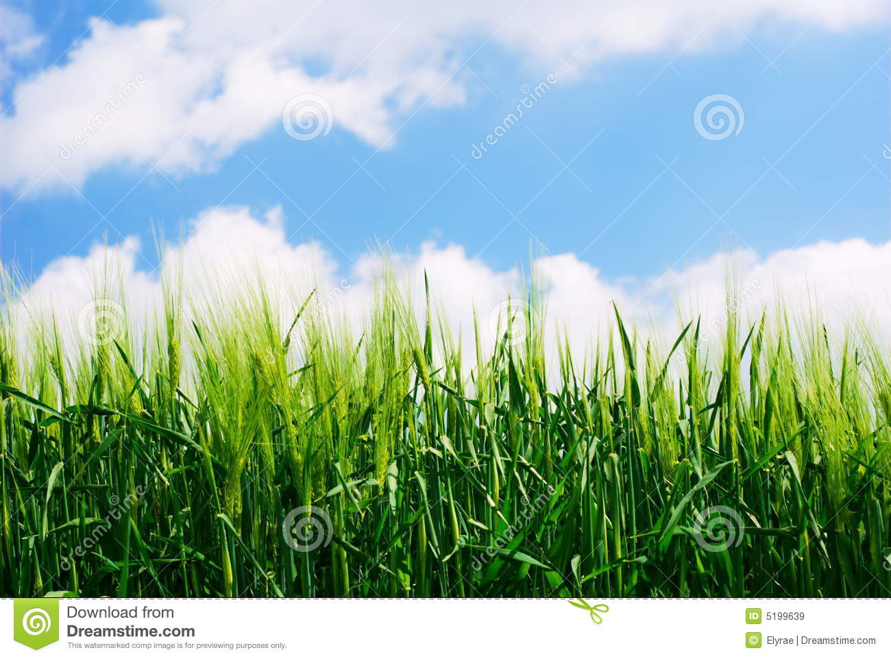 Green Wheat Plant Details Royalty Free Stock Images   Image  5199639