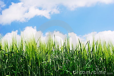 Green Wheat Plant Details Royalty Free Stock Images   Image  5199639