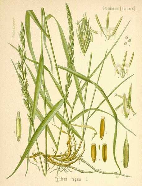 Modern Herbal   Grasses