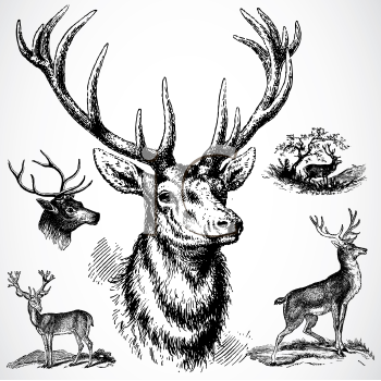 Royalty Free Buck Clip Art Deer Clipart