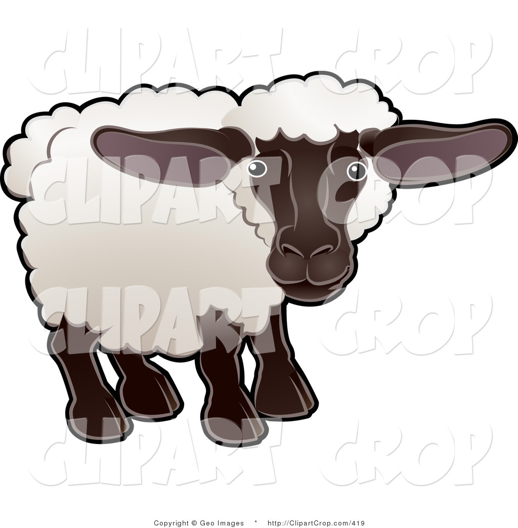 Sheep An Ewe With White Fleece A Black Face And Legs By Geo Images